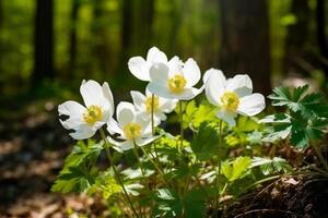 skön vit anemon blommor i vår i de skog med solsken. vår skog landskap, generativ ai foto