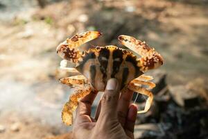 rolig röd krabba i mannens hand under morgon- tid foto