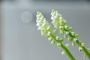 blommor skön färsk morgon- i mjuk värma ljus. årgång höst naturlig bakgrund foto