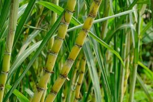 sockerrör fält växt grön naturlig bakgrund foto