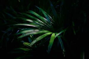 blad bakgrund grön abstrakt natur mönster mörk foto