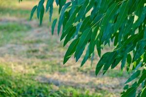 tropisk löv eukalyptus vår växa aromatisk. lövverk bokeh bakgrund foto