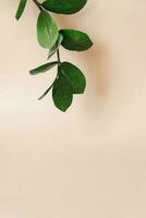 grön gren med löv av zamiokulkas på en beige bakgrund med Plats kopiering foto