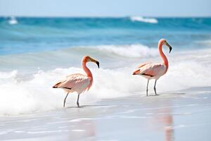 två chilenska flamingos gående längs de strand. mot en bakgrund av kristallklart blå hav och värma solljus, dessa fåglar' rosa fjädrar och lång halsar mot de sandig Strand. generativ ai foto