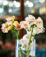 mal orkidéer phalaenopsis blume närbild