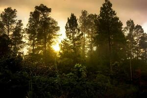 soluppgång i tall skog med solljus foto