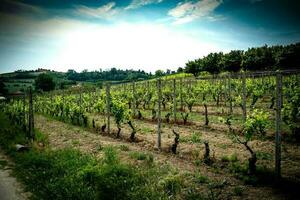 skön vingårdar i costigliole d'asti, i de piemontesiska langhe på en vår dag i 2023 foto