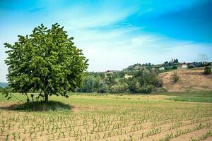 skön vår landskap i costigliole d'asti, i de piemontesiska langhe av de asti område, i de vår av 2023 foto