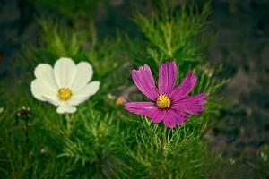 liten sommar blommor växande i de trädgård bland grön lövverk bakgrund på en värma dag foto