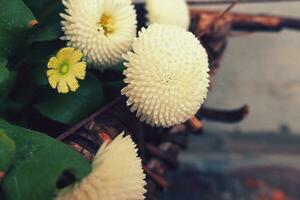 liten vit daisy i närbild i de trädgård foto
