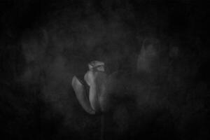 vit vår tulpan blomma med grön löv på mörk bakgrund foto