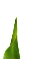 grön naturlig vår tulpan blad isolerat på vit bakgrund foto