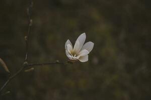 delikat stor ljus magnolia blommor på en vår träd i de värma solsken foto