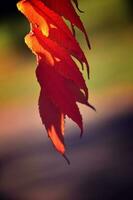röd löv formning ett intressant och original- höst bakgrund på en solig dag foto