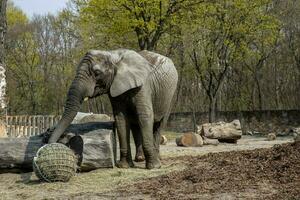 stor vuxen elefanter på de Warszawa Zoo i polen medan äter en måltid i de vår Sol foto