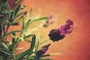 lavendel- blomma på ett orange bakgrund i närbild foto