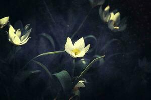vit delikat vår blommor bland mörk löv växande i de trädgård foto