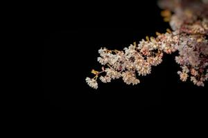 vår träd med delikat rosa blommor på en svart bakgrund foto