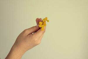 små original- gul blomma hålls i de hand av en barn på en ljus bakgrund foto