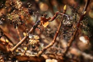 brun gammal blommor av de höst trädgård i de värma ljus av de eftermiddag Sol foto