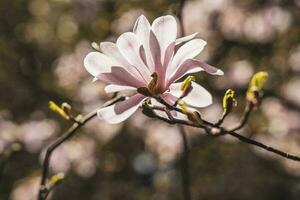 delikat stor ljus magnolia blommor på en vår träd i de värma solsken foto