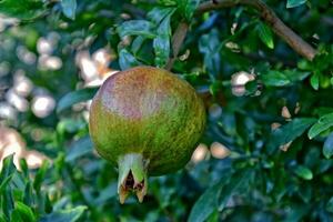 hängande på en träd bland grön löv i de sommar mogen frukt av de granatäpple foto