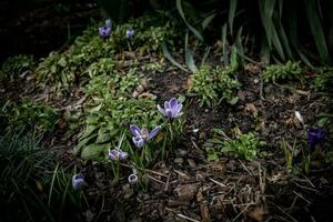 delikat lila blomma, krokus växande i de vår trädgård foto