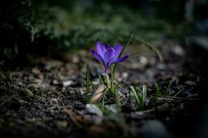 skön delikat krokus blomma växande i de vår trädgård foto