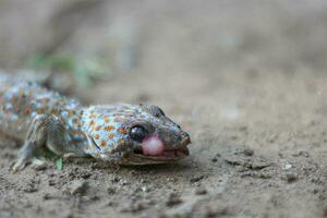 gecko gående på jord på suddig bakgrund. foto