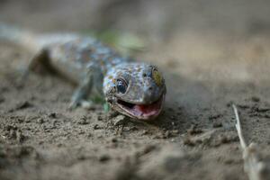 gecko gående på jord på suddig bakgrund. foto