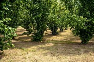 hasselnöt fält i vår i de piemontesiska langhe landsbygden av costigliole d'asti foto