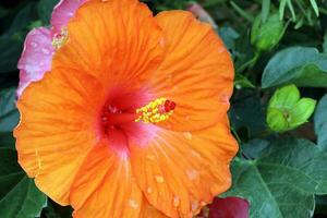 hibiskus blomma orange röd gul utomhus- trädgård dagsljus foto