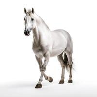 generativ ai innehåll, vit arab häst i rörelse på en vit bakgrund. isolerat objekt foto