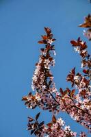 vår träd full av små delikat rosa blommor på en skön värma solig dag foto