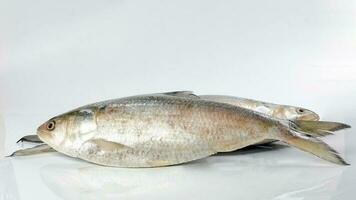 tenualosa ilisha hilsa sill terbuk fisk på vit bakgrund foto