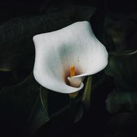 vacker lilja calla blomma i trädgården under vårsäsongen foto