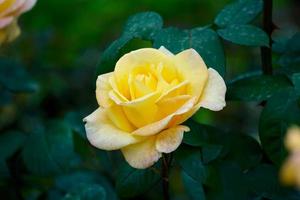 vacker gul rosblomma under vårsäsongen foto
