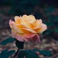 vacker gul rosblomma under vårsäsongen foto