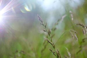 gröna växter i naturen under vårsäsongen foto