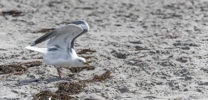 vit fiskmås flyger över sandstranden i Östersjön med vågor