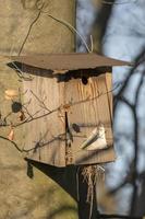 gammal hemmagjord fågel häckande låda hänger bruten på ett träd