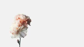 skön mjuk rosa nejlika blomma isolerat på vit bakgrund och Plats för meddelande. generativ ai. foto