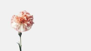 skön mjuk rosa nejlika blomma isolerat på vit bakgrund och Plats för meddelande. generativ ai. foto