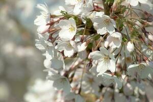 vit blommor och stängd knoppar på gren av japansk körsbär stänga upp i de vår trädgård parkera på suddigt bakgrund foto