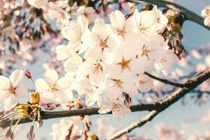 vit blommor och stängd knoppar på tunn gren av japansk körsbär stänga upp i de vår trädgård parkera på blå himmel foto