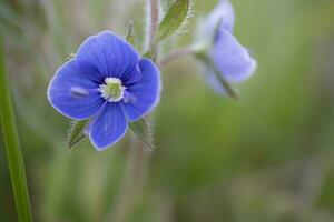 små blå Glöm mig inte blommor på ljus grön suddig bakgrund foto