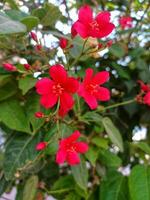 en aktuell blommande buske med levande röd blommar, rosa jatropha integerrima blomma i de trädgård foto