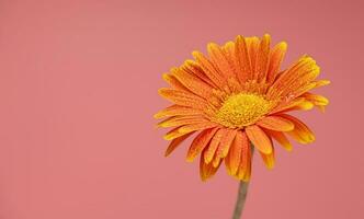 orange Färg daisy gerbera blomma på rosa bakgrund foto