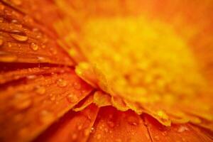 orange Färg daisy gerbera blomma stänga upp foto