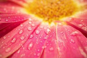 rosa daisy gerbera blomma stänga upp foto